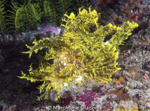 Rhinopia 
Nikon D200 , 60 macro , two strobo sea and sea by Marchione Giacomo 